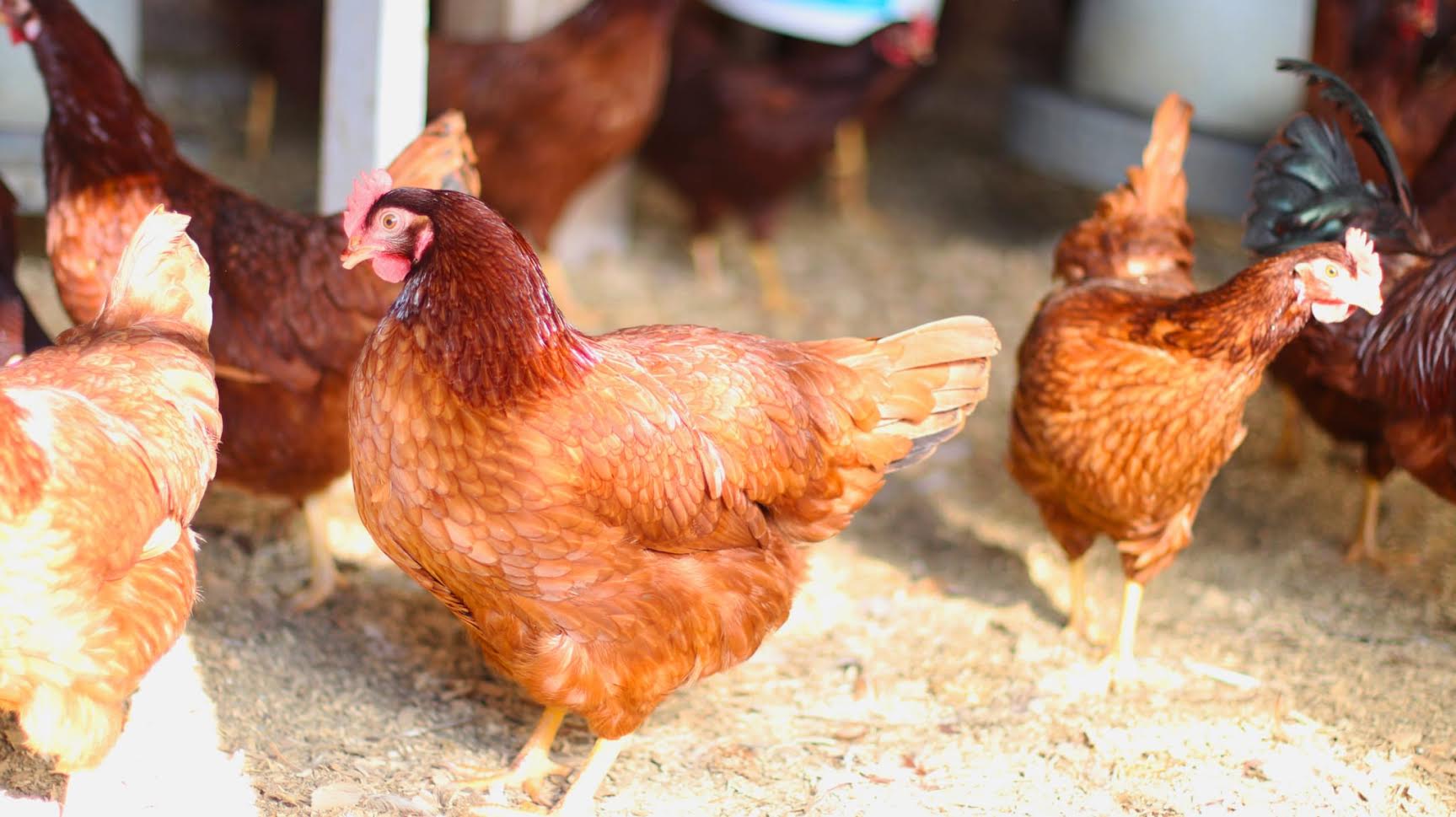 Adult Rhode Island Red Chicken