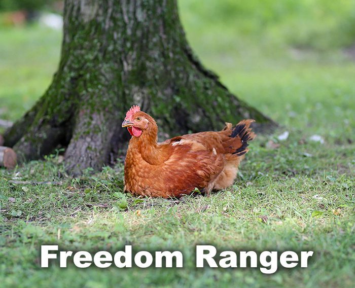 Broiler Hatching Eggs - Image 2