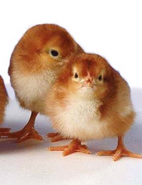 Rhode Island Red - Image 4