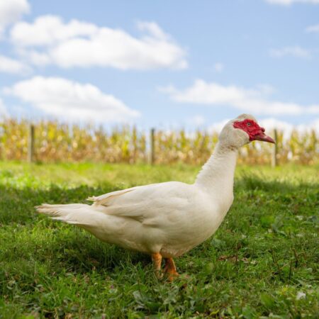 Ducks