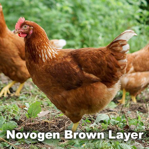 Egg-Layer Hatching Eggs - Image 2