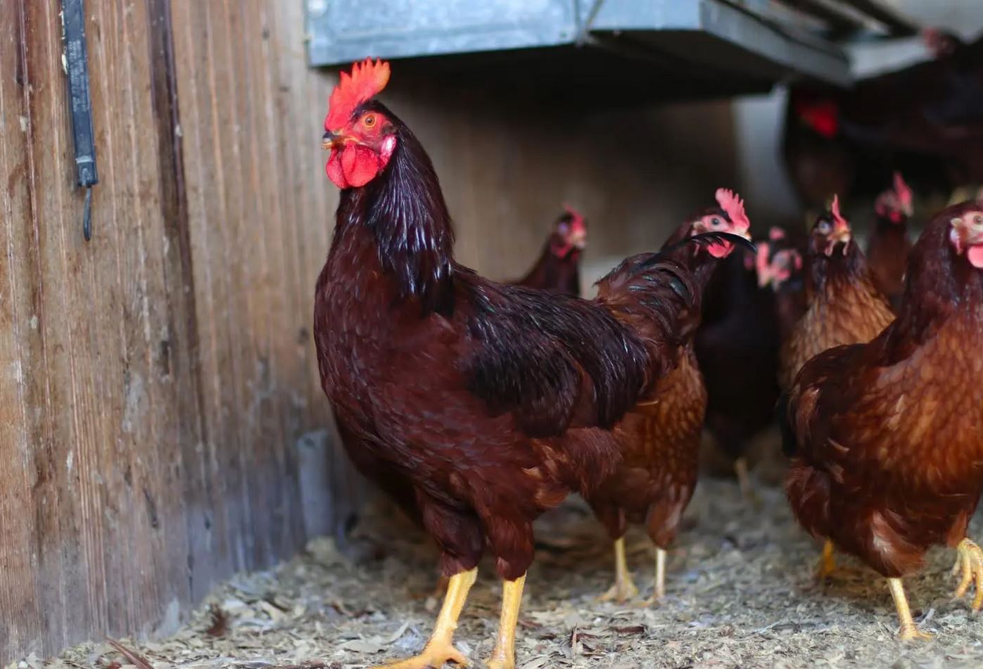 Rhode Island Red Chickens