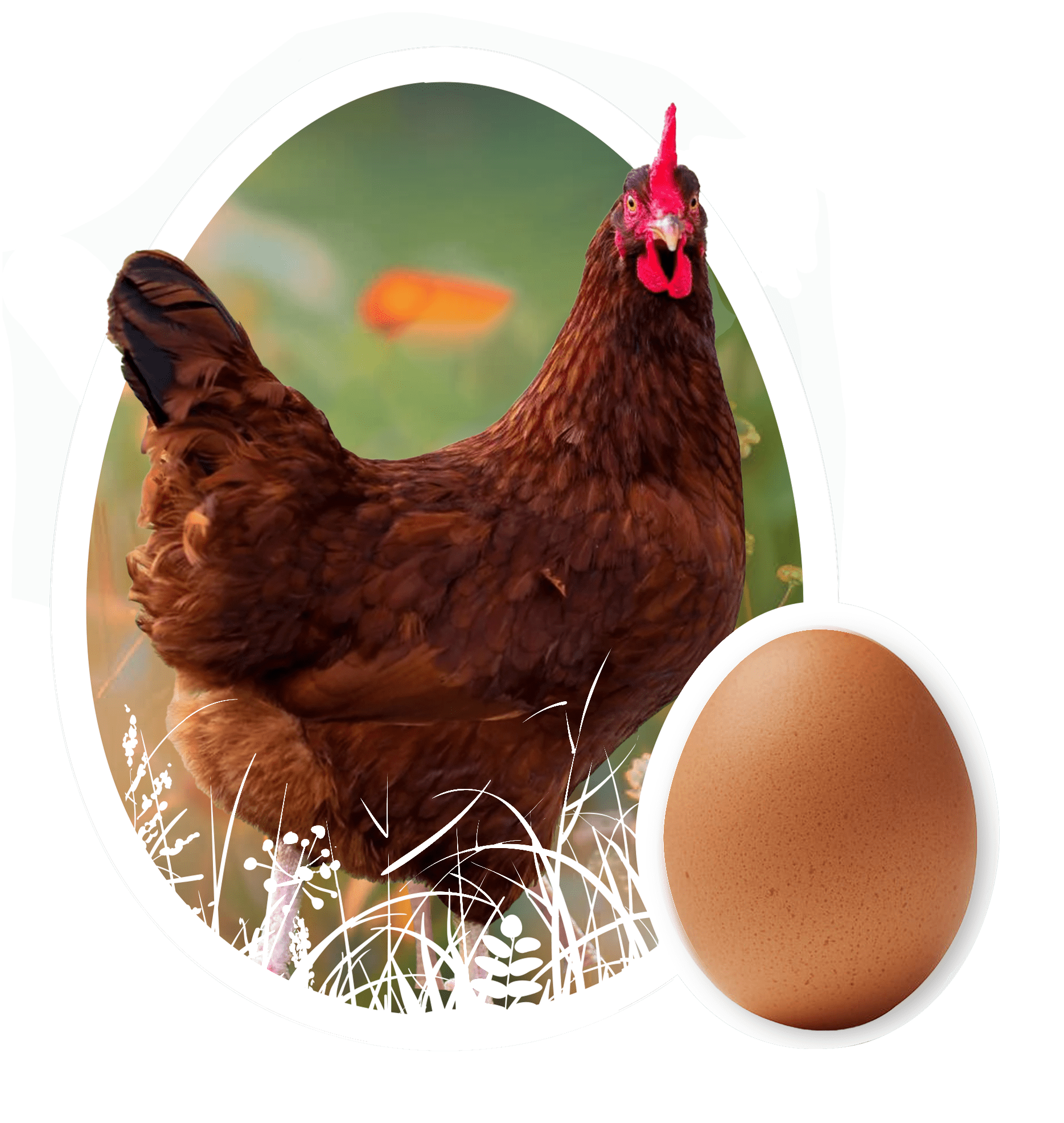 Rhode Island Red