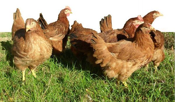 Sagitta Chicken in grass