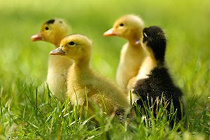 Waterfowl