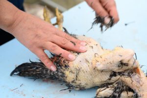 A person's hand plucks feathers from a chicken.