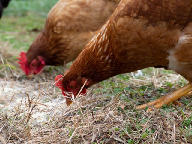 chickens foraging in grass