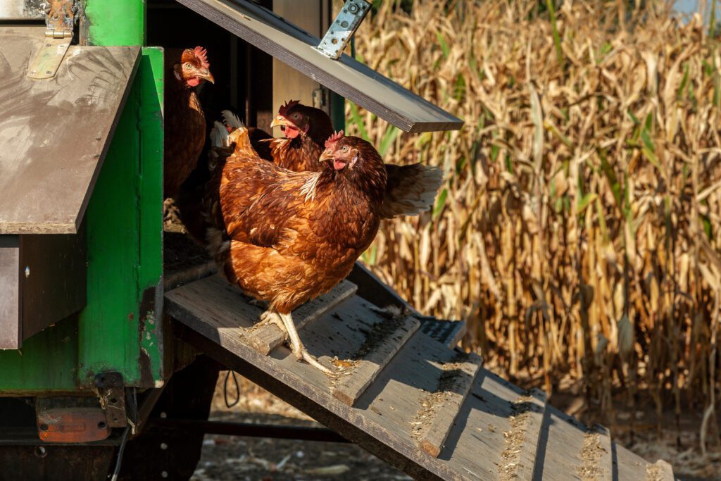 chickens on a coop ramp