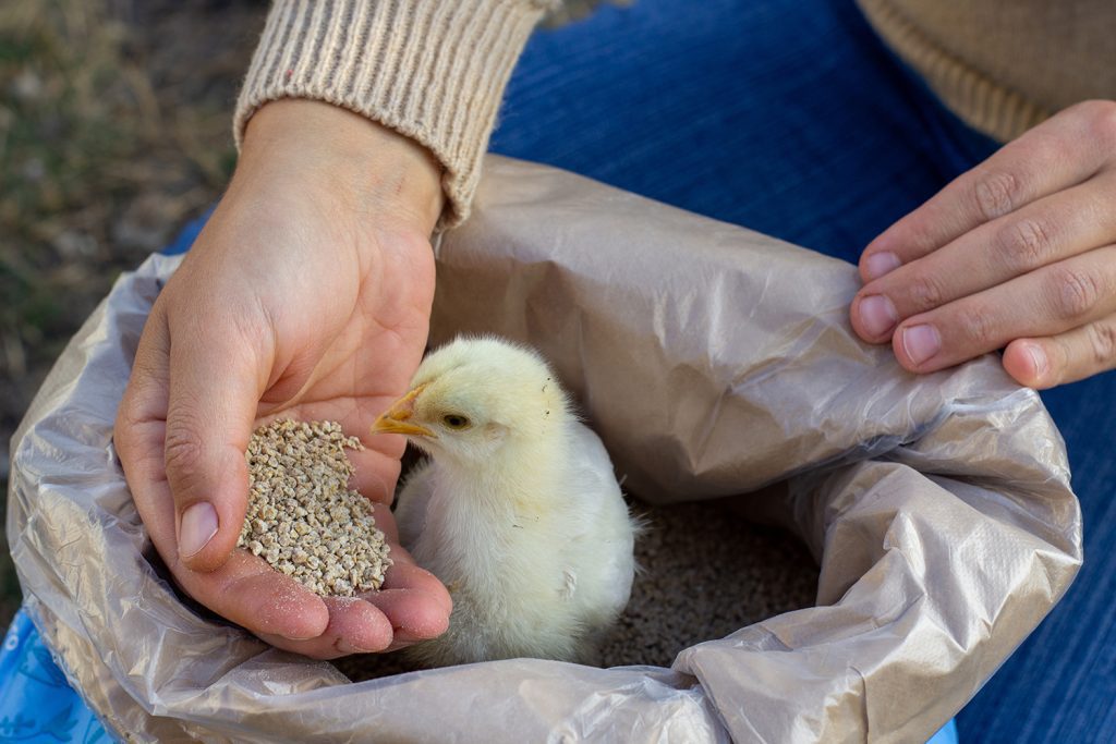 Farmer hand-feeding a small chicken with high-quality feed to promote healthy growth.