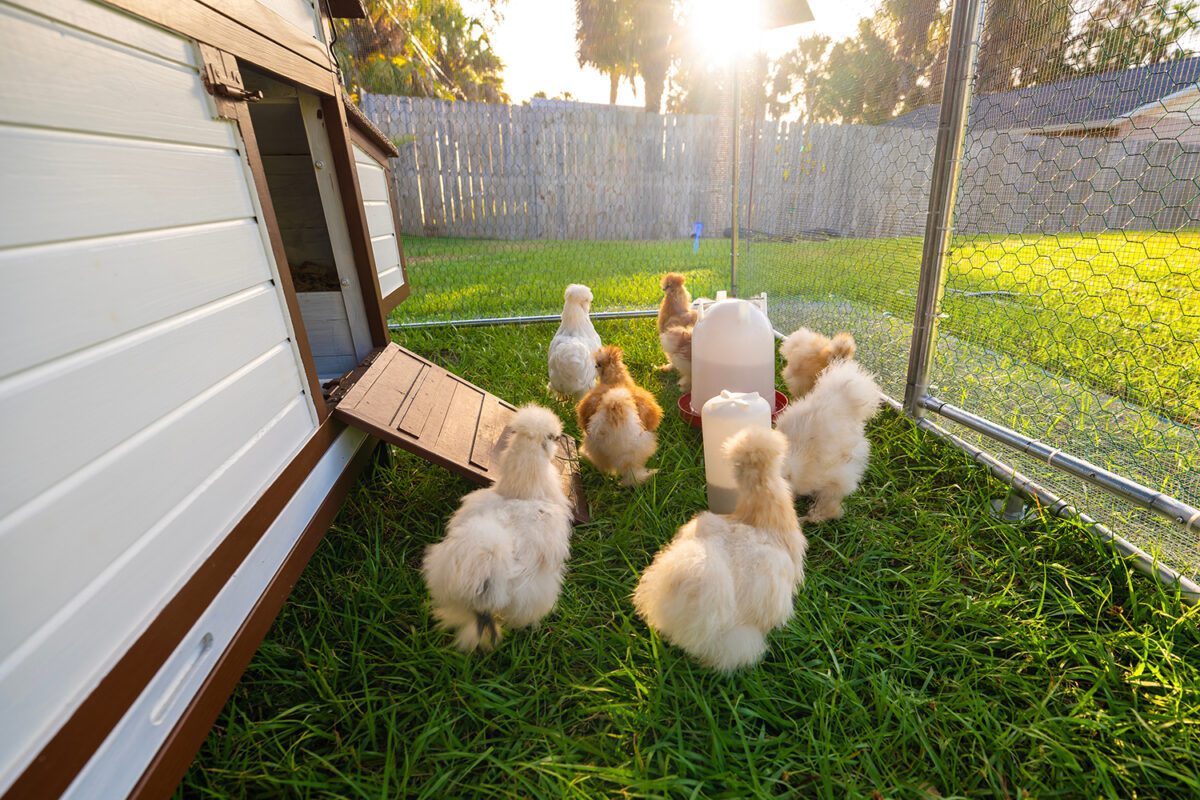 Young chicks in a backyard chicken coop