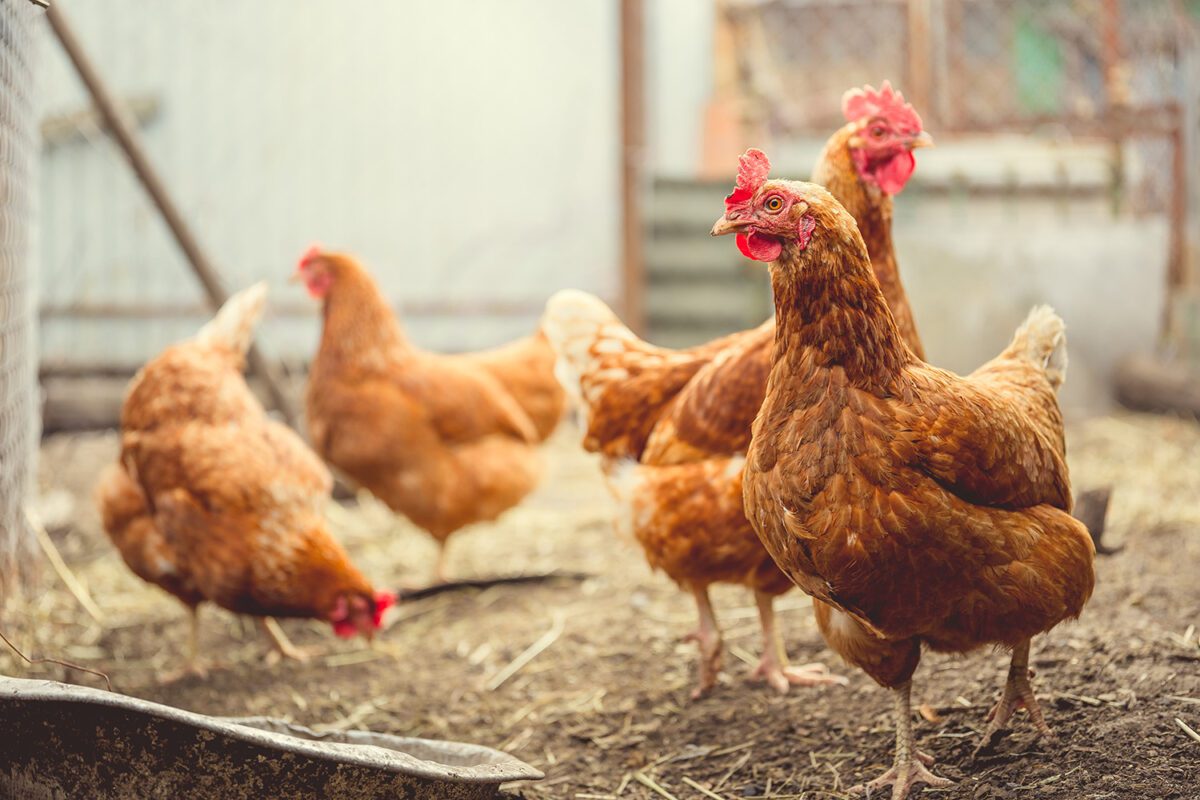 Backyard flock of red chickens